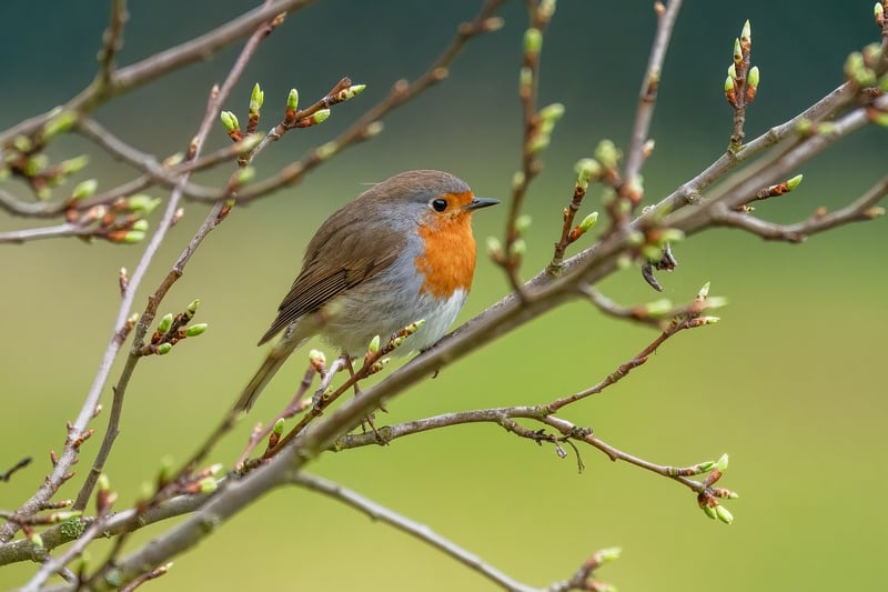 Forest Birds