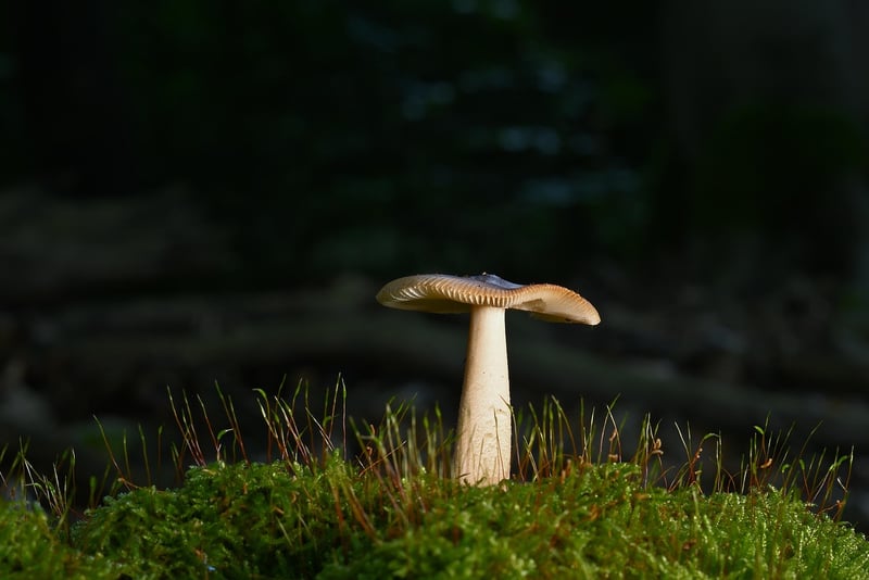 Forest ambiance