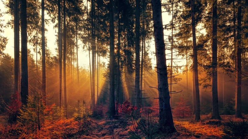 Wind in the Trees